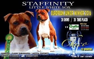 CH. Staffinity Champion international  little white sox